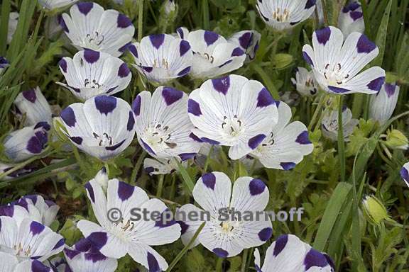 nemophila maculata 2 graphic